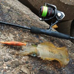 エギング秋シーズン開幕！